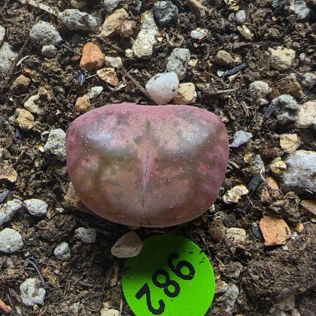 杂交漂亮多肉植物982