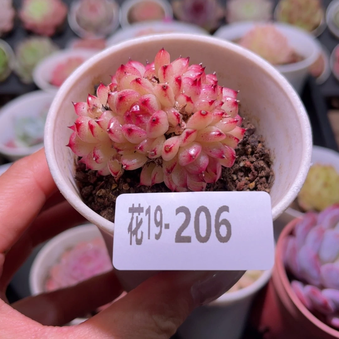 花利美19-206海王