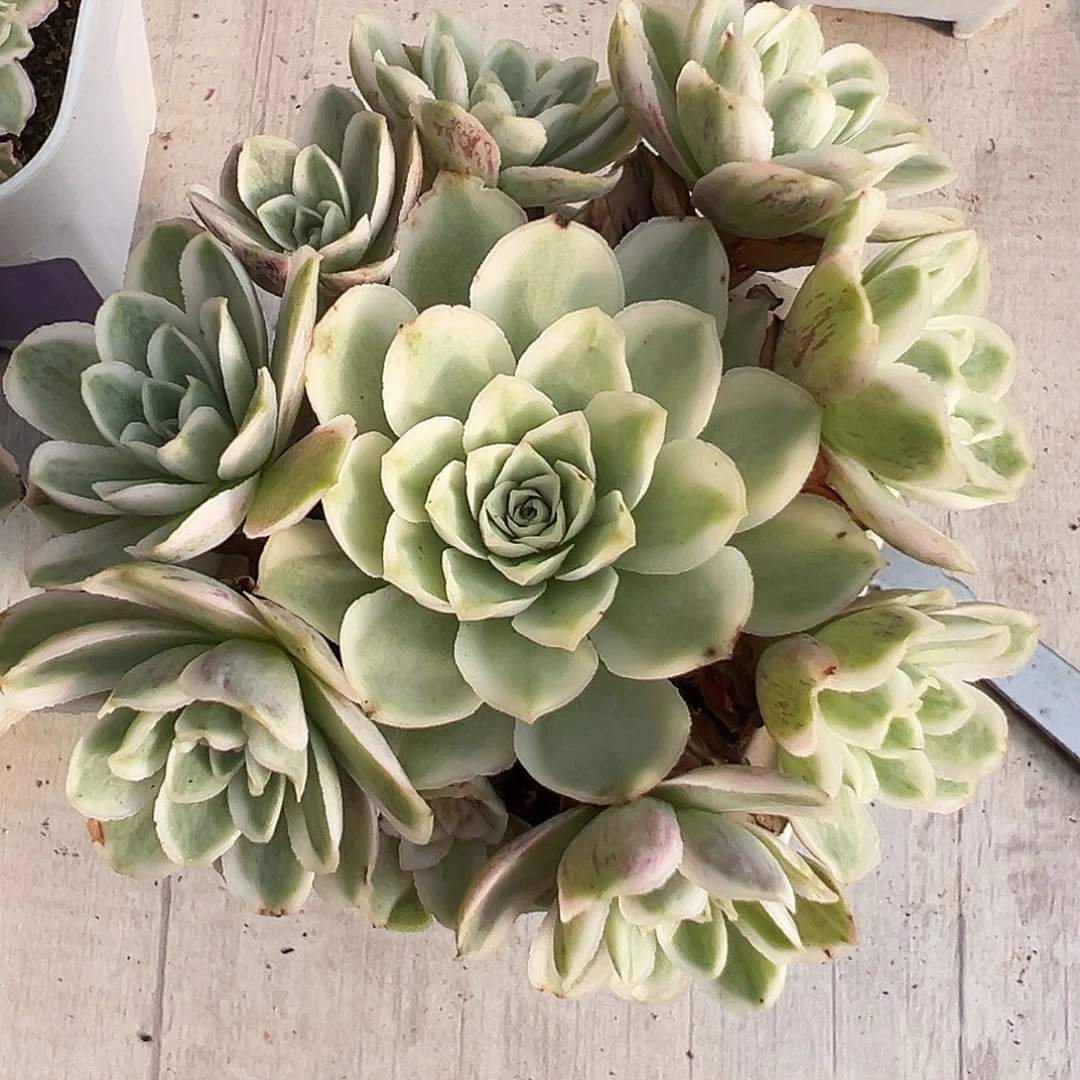 山地玫瑰锦秋夕424号