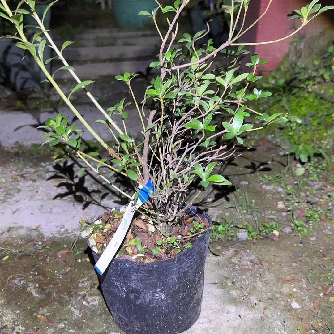 无花朵小玲有花朵