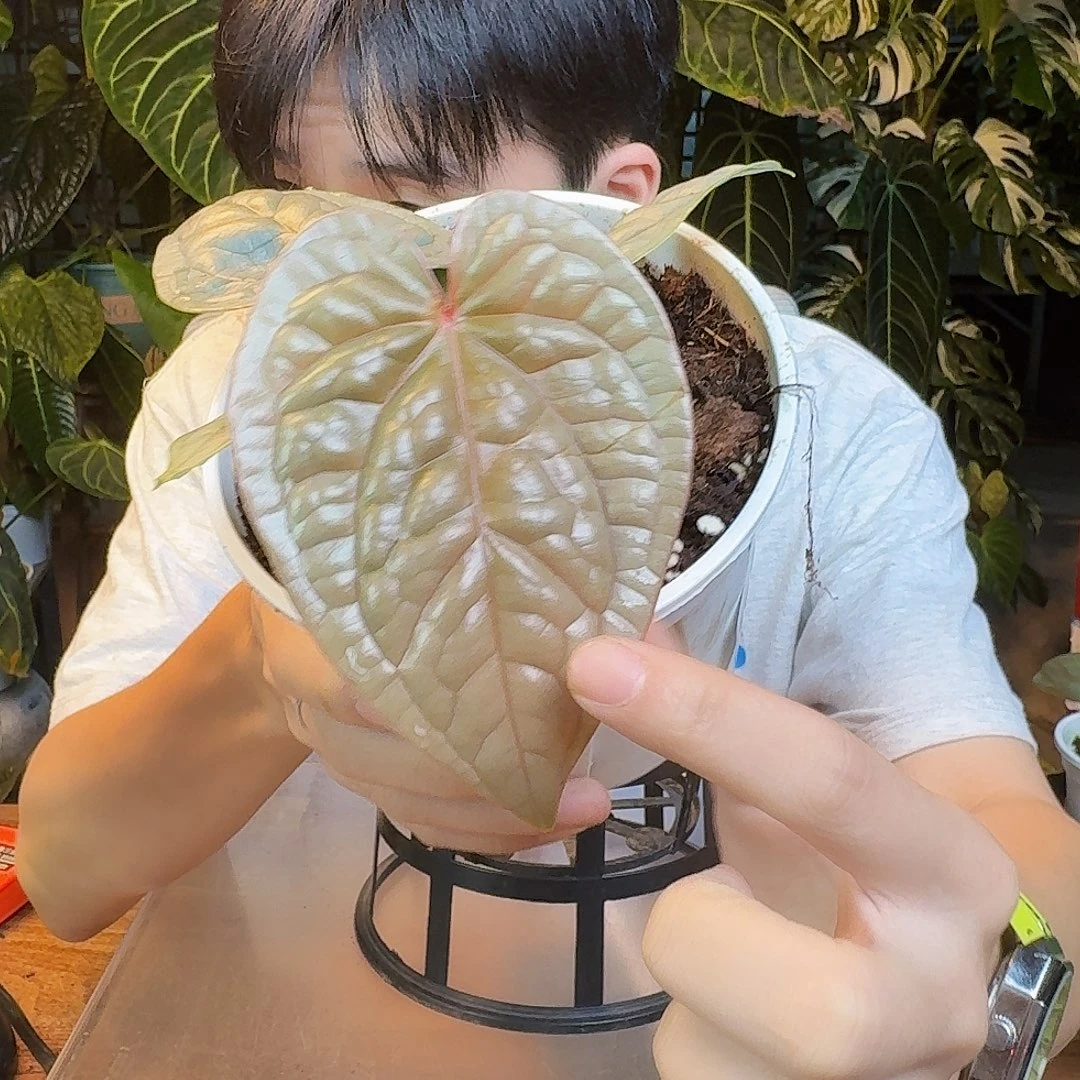 温****完全开放I91奢华叶损福利价无售后