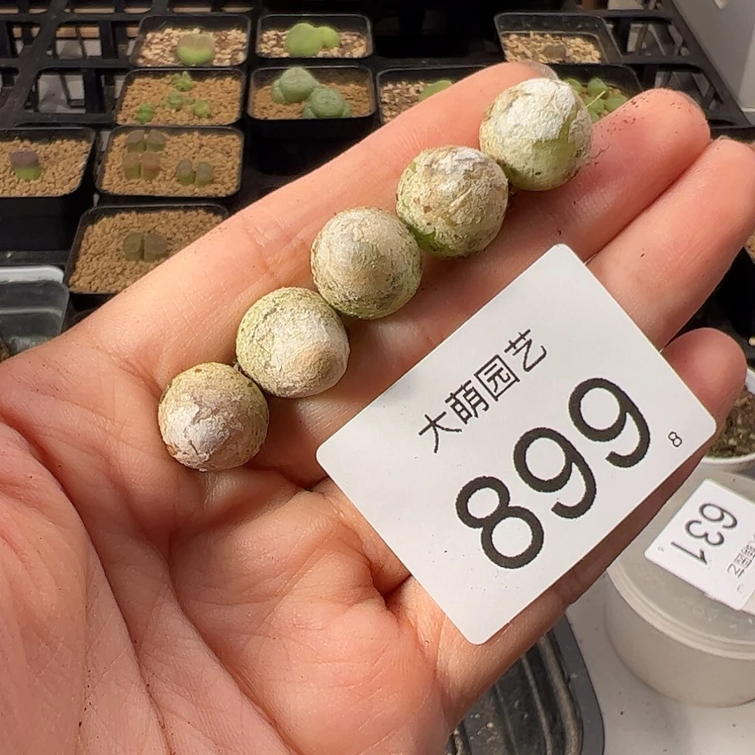 0000899 一物一拍。