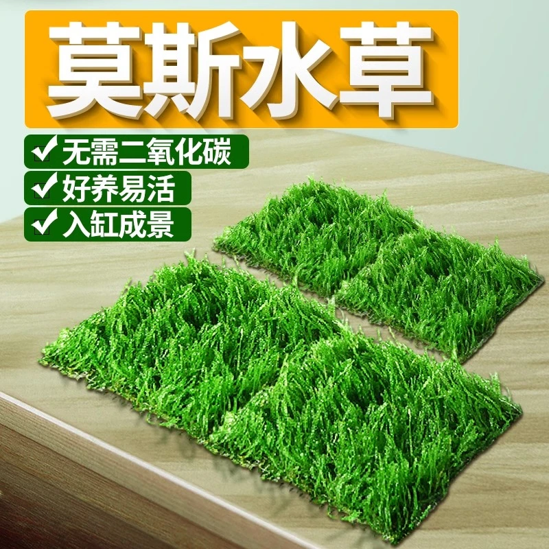 鱼缸水草植物莫斯珊瑚水草活体净化水质阴性造景增氧铺底水培植物