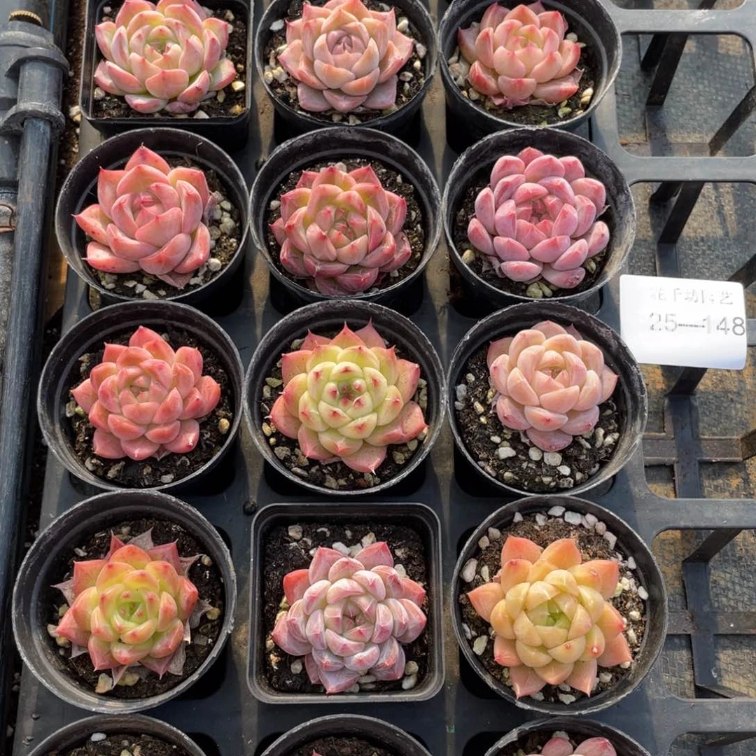 一物一拍18棵25-148