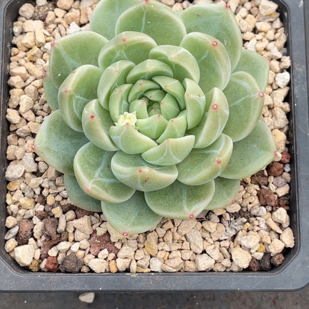 兮***颜珍妮单头补差价宝贝专拍