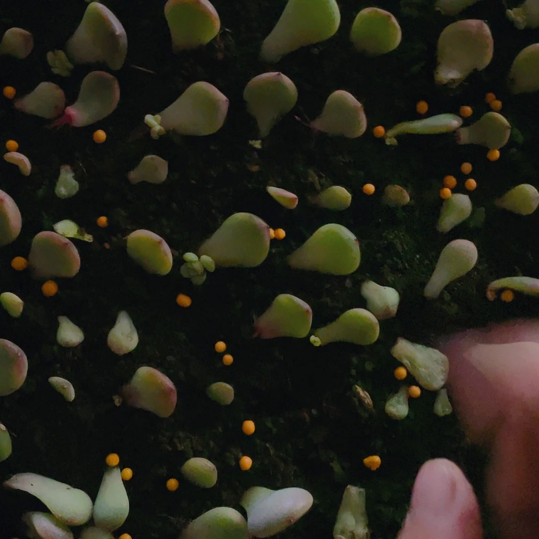 相柳芝麻苗一个满25包邮