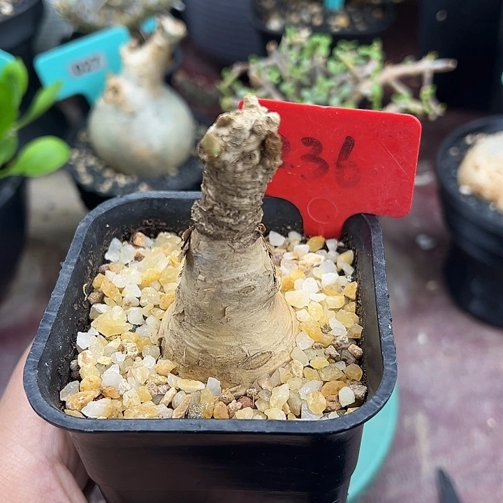 玫瑰大戟产地多肉植物