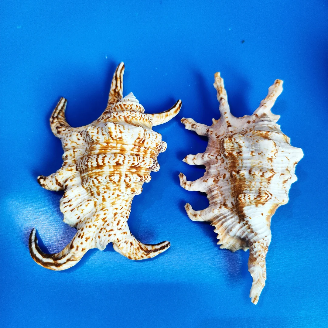 天然海螺贝壳蝎子螺水字蜘蛛螺鱼缸水族造景家居装饰创意礼品