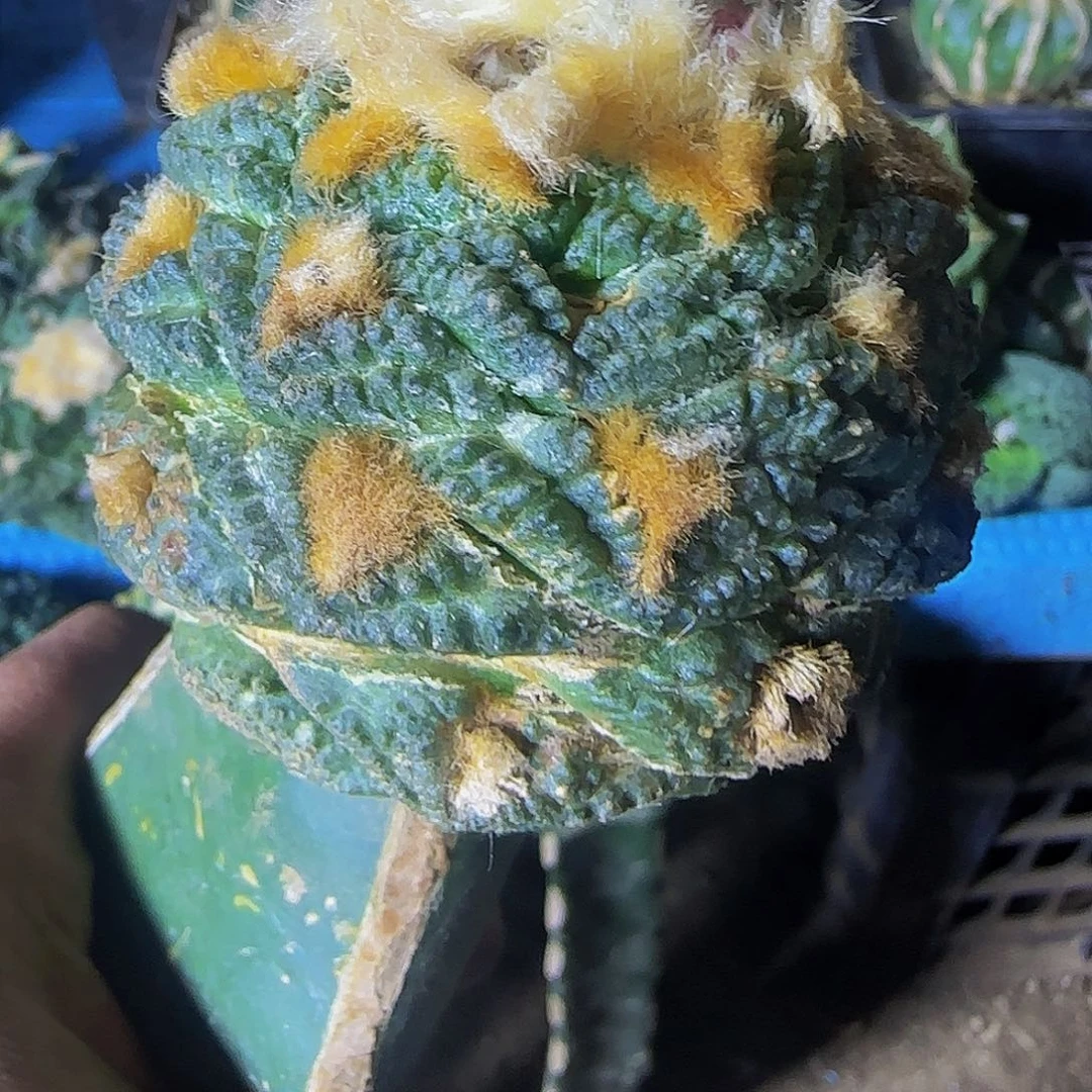 龟甲948仙人球开花