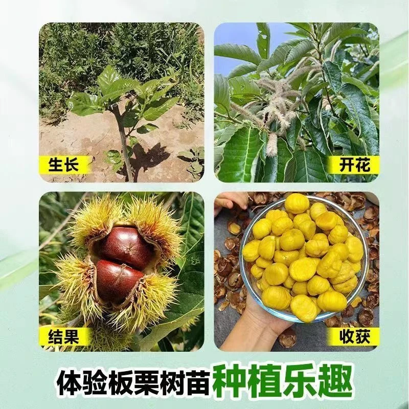 嫁接板栗树苗南方北方盆栽地栽种植