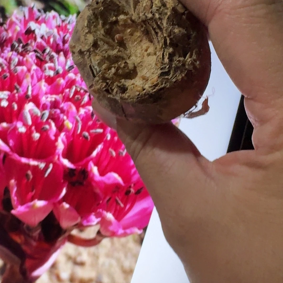 bp灯台百合残破球已发根特价