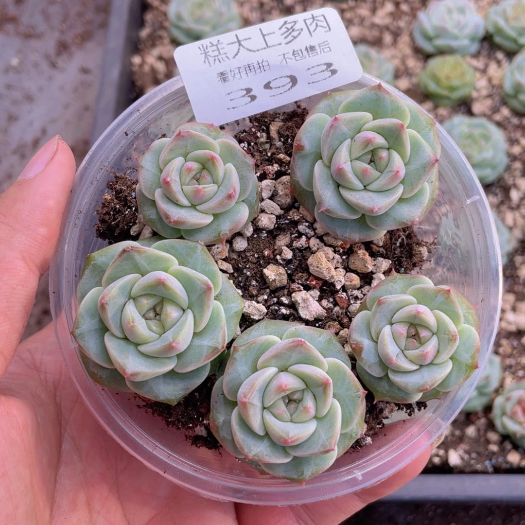 云糖心多肉植物393