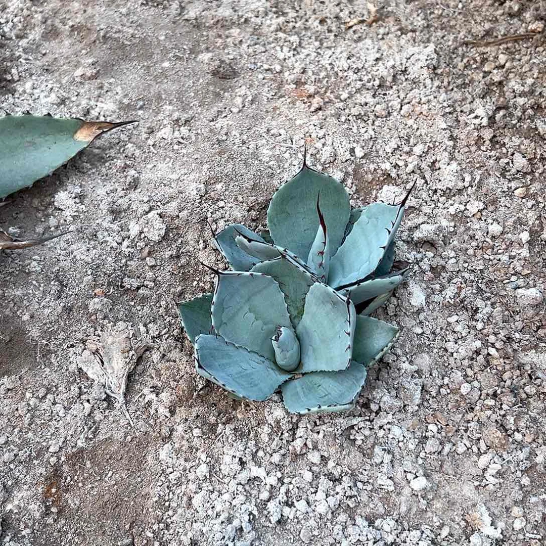 小福克斯 龙舌兰 抗寒