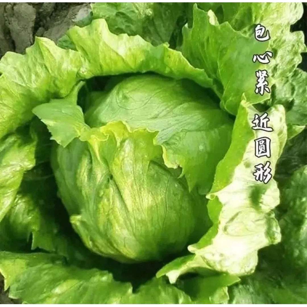 【结球生菜种子】四季种植盆栽地栽阳台小院种植