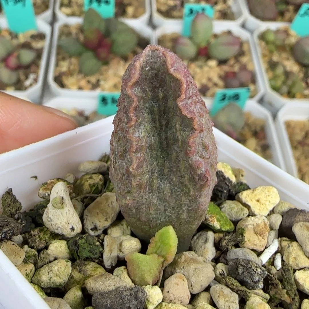 赤焱叶插，五方盆发