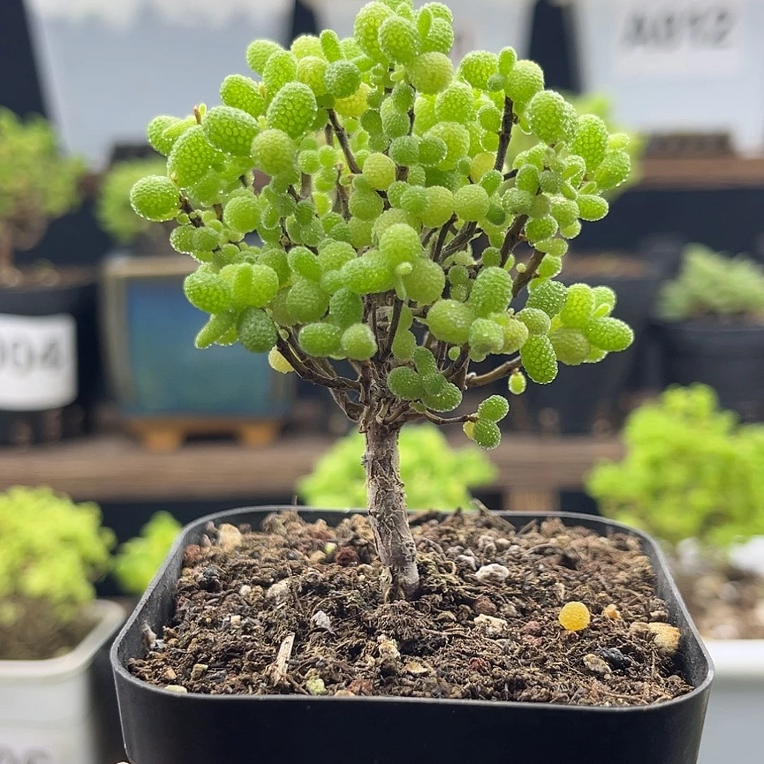 007金桔糖球优选枝干番杏