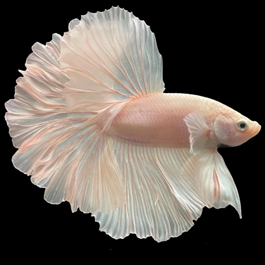 V10（217-240）泰国斗鱼精品鱼小型热带观赏鱼【直播间选鱼】