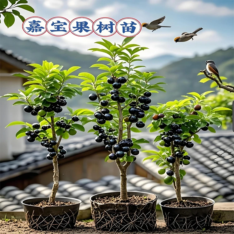 四季嘉宝果树果苗沙巴艾斯卡树葡萄苗果树庭院名贵南北方种植盆栽