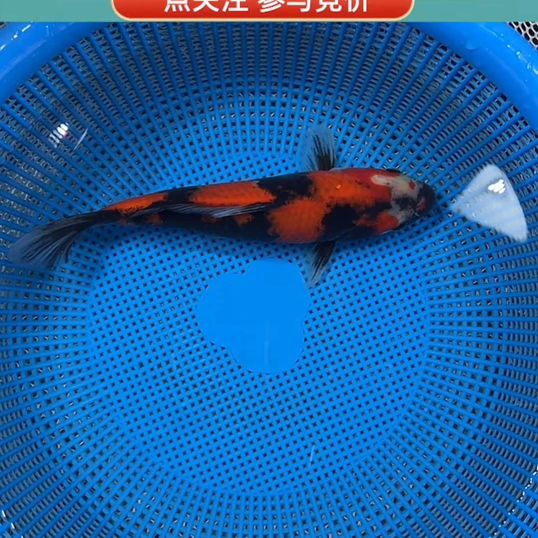 海水鱼末尾清晰重墨表现绯昭和