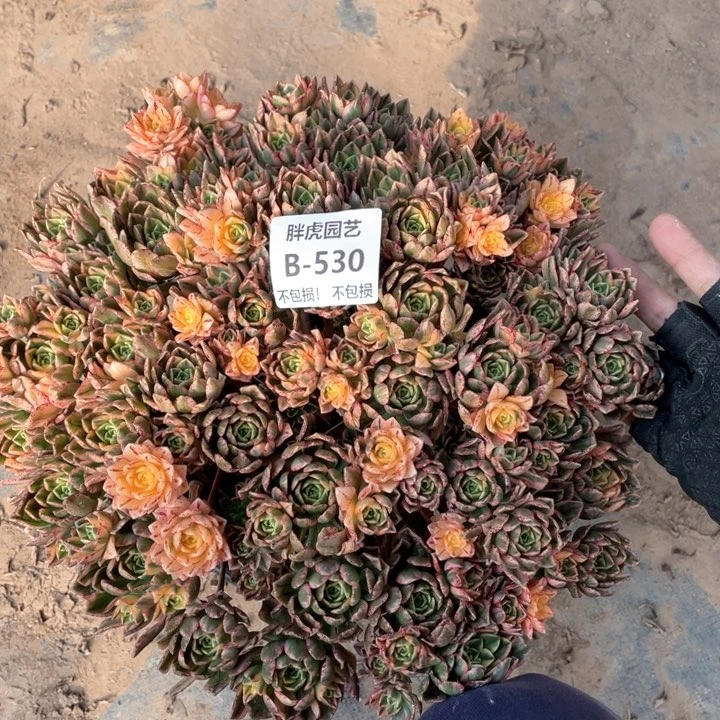 530甜茶多肉法师福利不包损