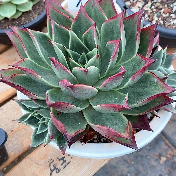 936-直播福利斯特拉