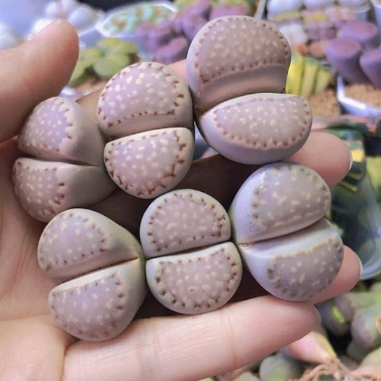 无花朵0408，2.6-3厘米如图饼干