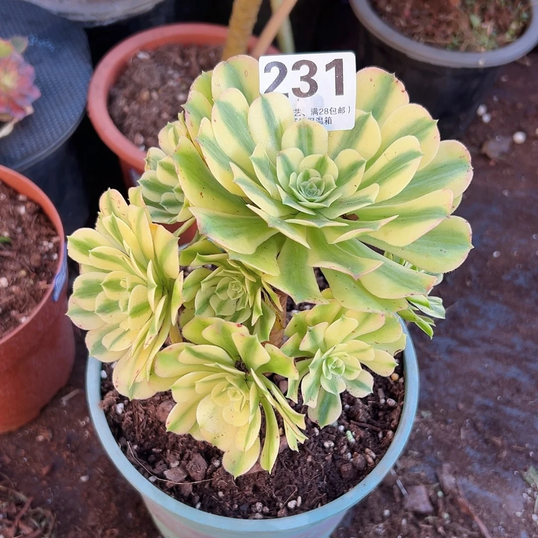 迈巴赫老桩231多肉植物多肉植物