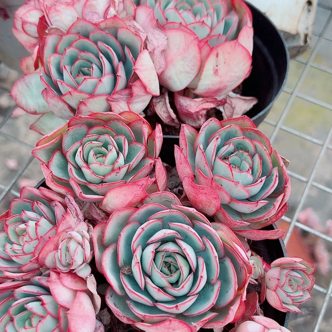 牡丹亭多头群生老桩特价