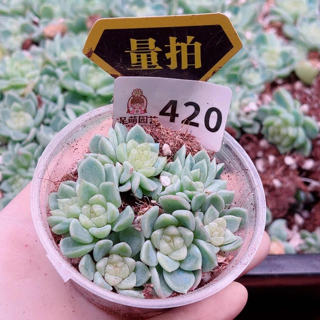 多肉植物多肉植物