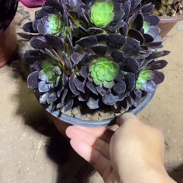 黑玫瑰一棵脱土发货10