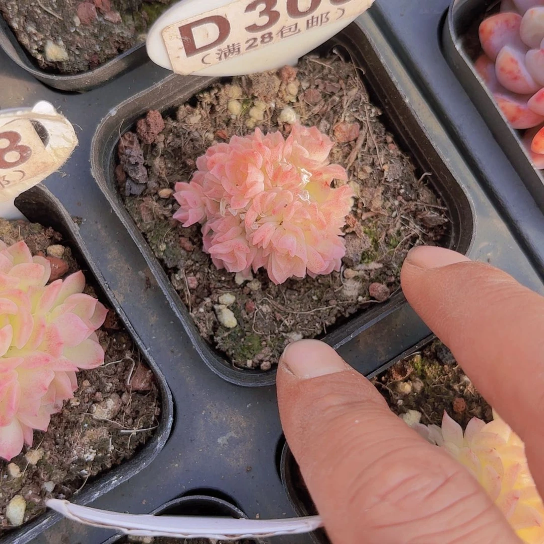 D309麦秆一物一拍