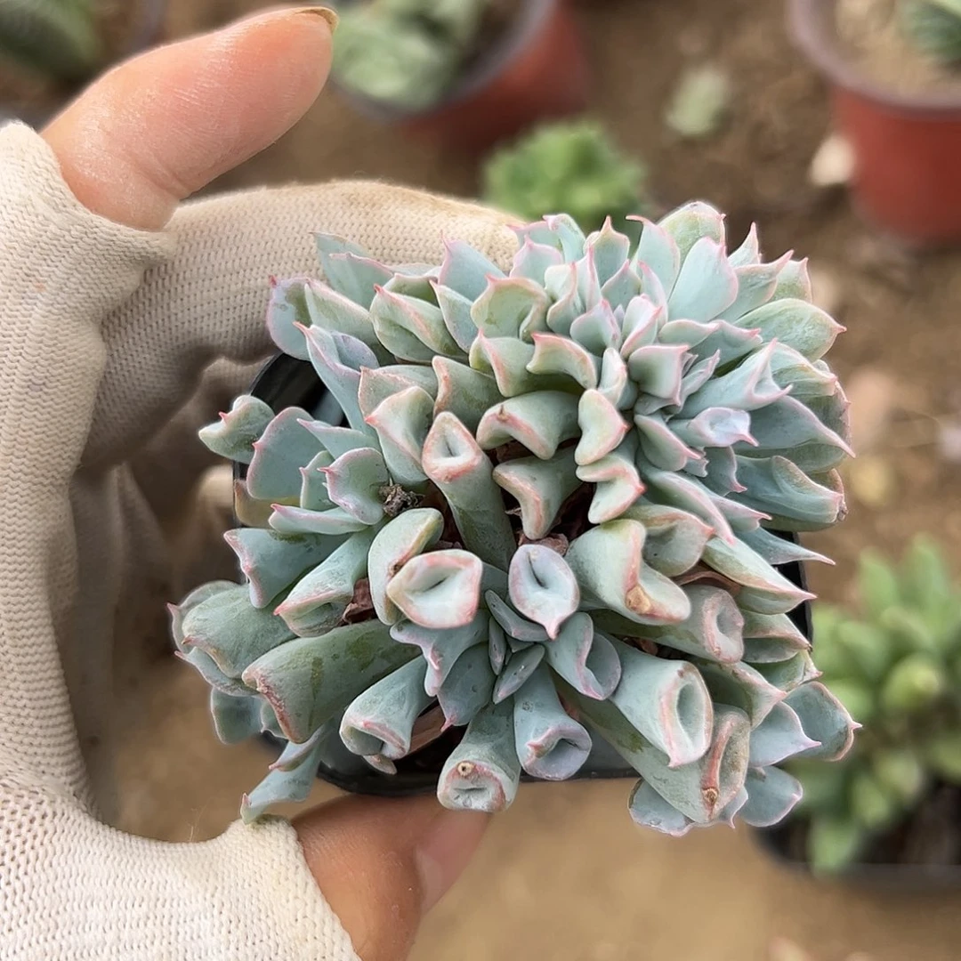 努呃呃呃呃呃呃呃呃呃