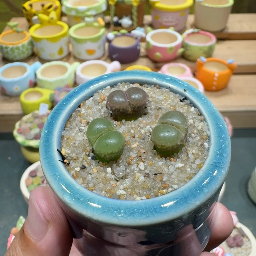 蘑菇1164粉樱多肉植物