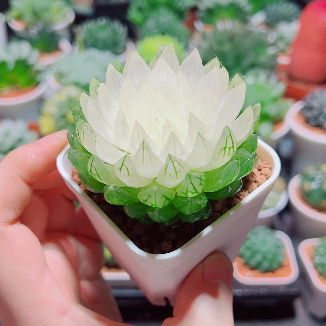 白莲花小白盆多肉多肉
