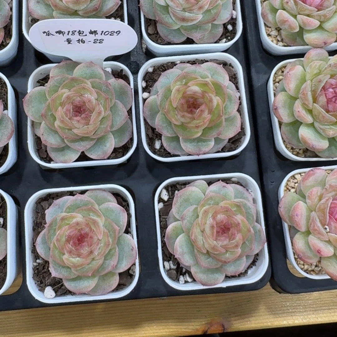 1029-22-朱砂单头量拍