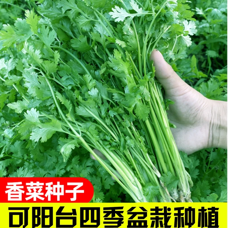【速生香菜】三天生四季速生大叶香菜种子阳台盆栽庭院种植