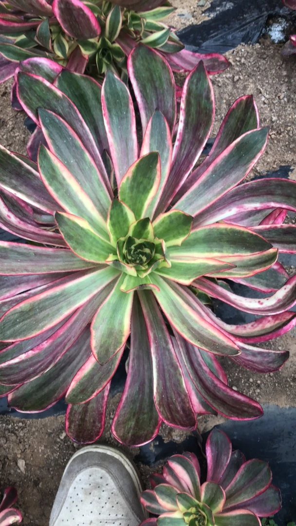 红魔女多肉多肉植物