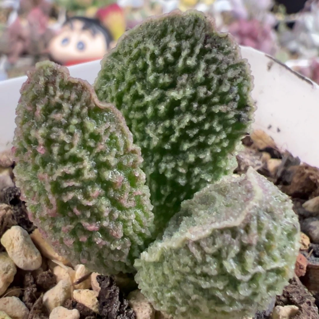 无花朵实生新品多肉植物水泡多肉植物
