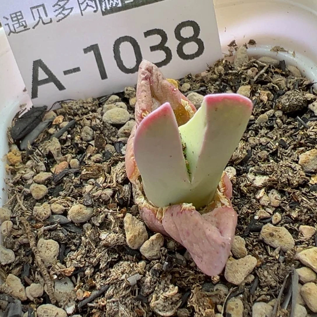 ?****?多肉植物11111111111111