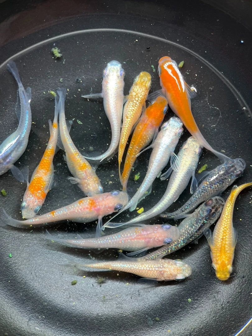 随机混搭 小型观赏鱼 观背青鳉 冷水鱼 微观小锦鲤 鱼川不辞