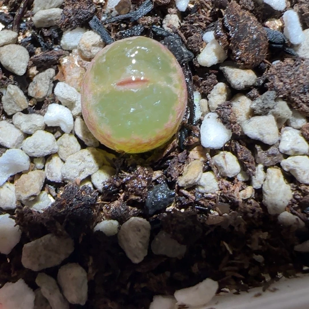 依***彪肉锥多肉植物百科-894