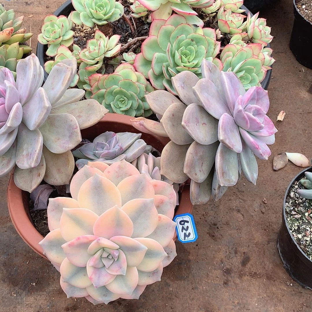 622紫乐锦一物一拍多肉