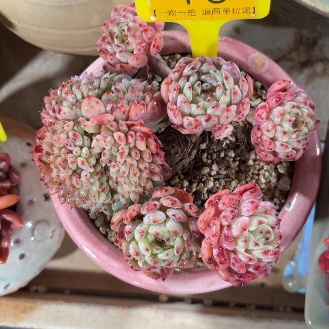 云尘多肉一物一拍不含盆16