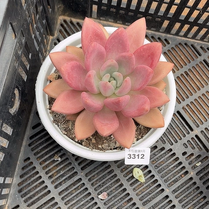 阿雅园艺。        3312桃花源