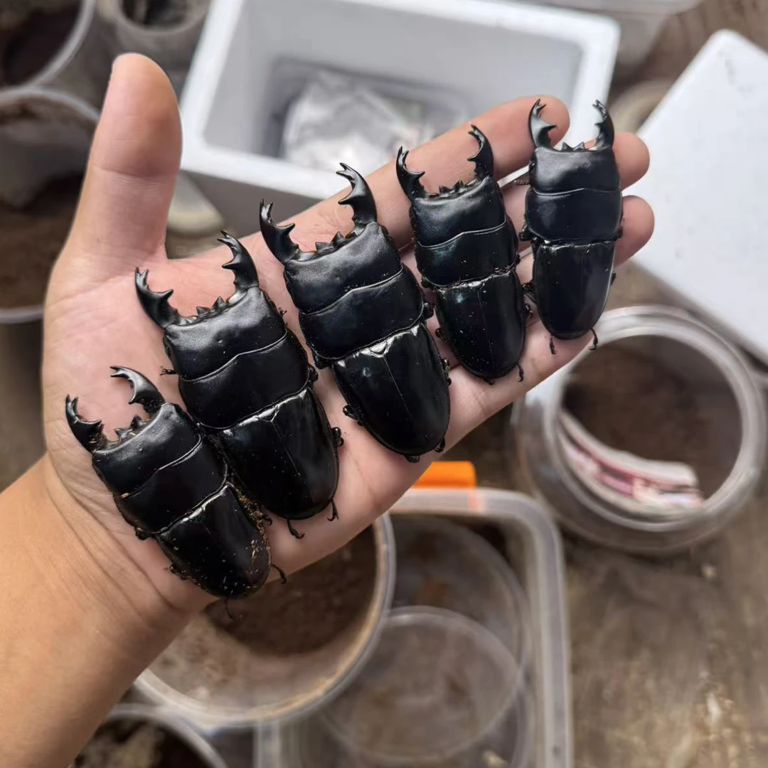 苏门答腊宽扁锹甲