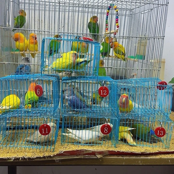 @***业桃脸牡丹鹦鹉蓝腰黄桃一对