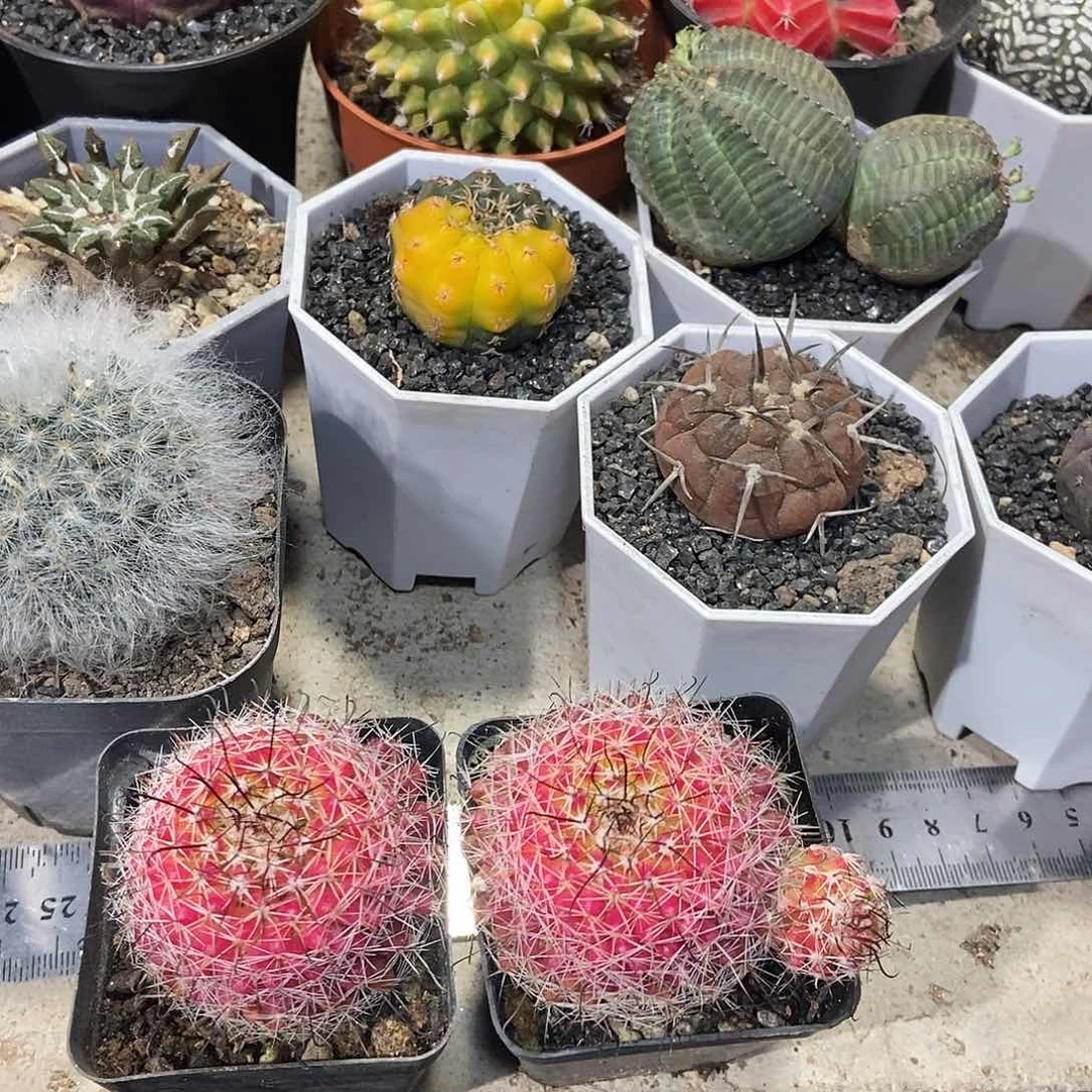 红娜丸2一物一拍