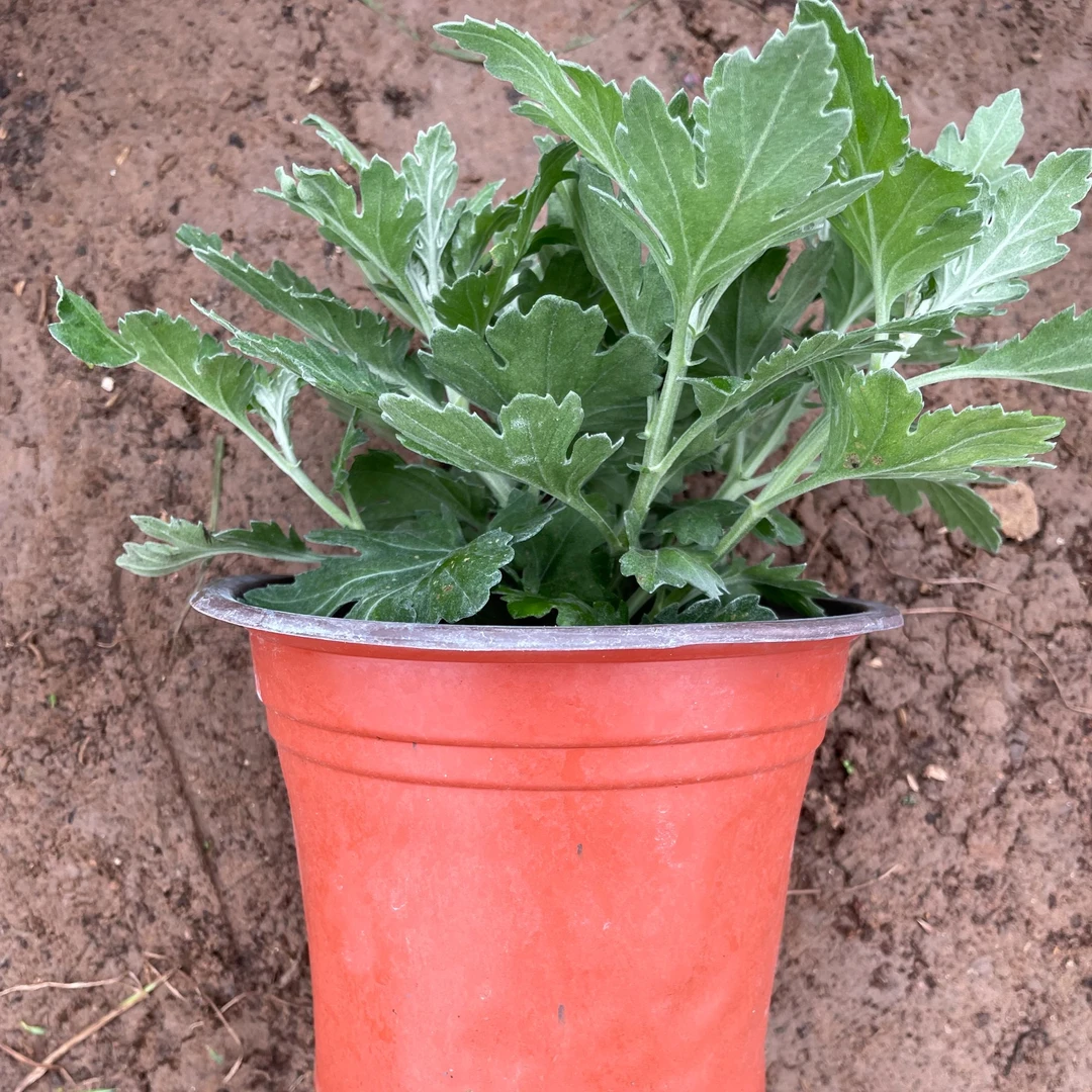 2025，【淡妆垂露】菊花盆栽花根出售（断肢掉花养死不售后）