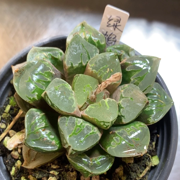 绿焰寿一物一拍带盆