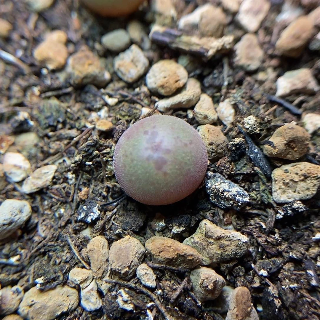 793大眼睛一颗一年苗子包邮